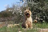 CAIRN TERRIER 098